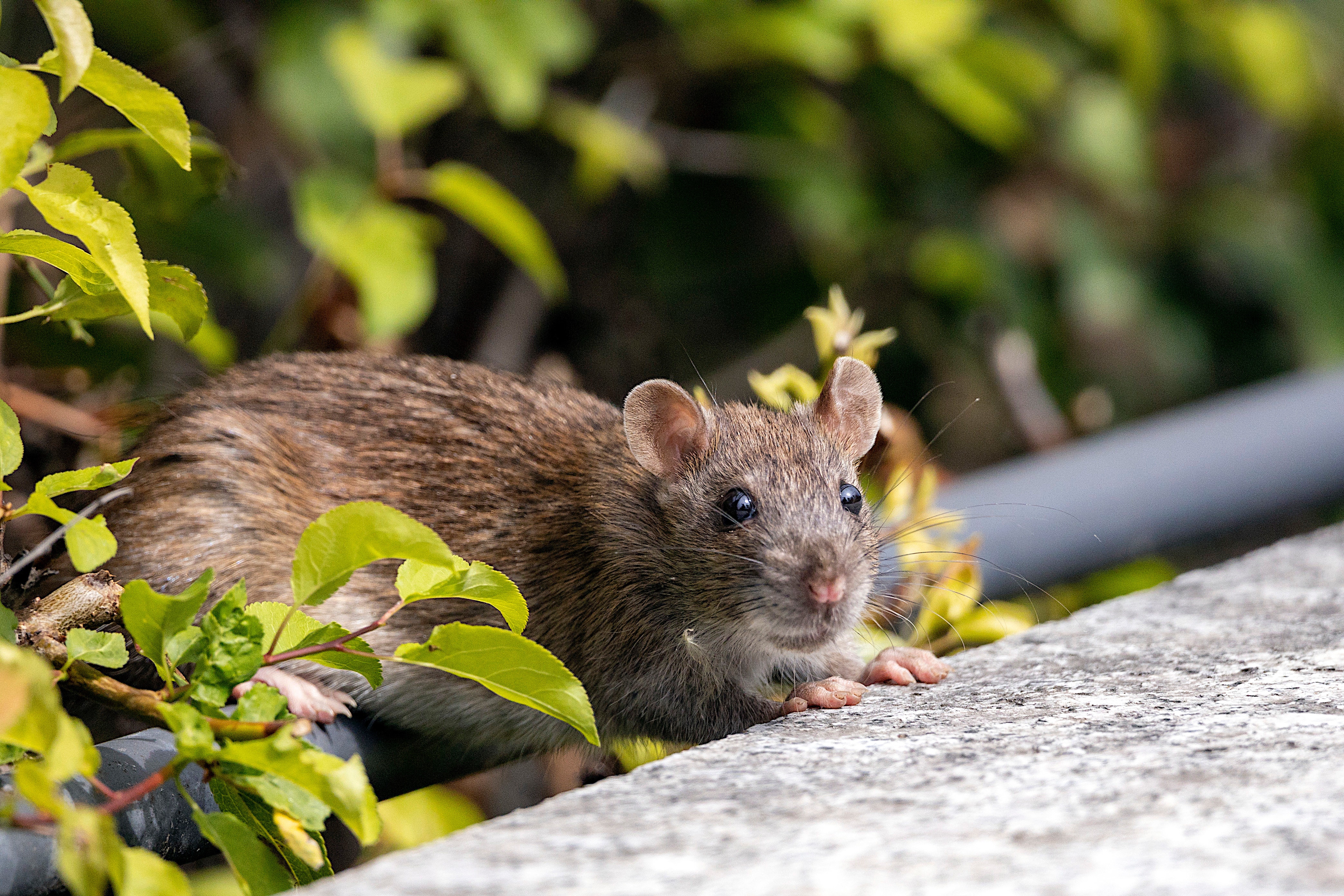 Rat2.jpg